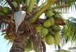 Kokos-Nüsse